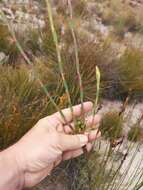 Image of Leucadendron diemontianum I. J. M. Williams