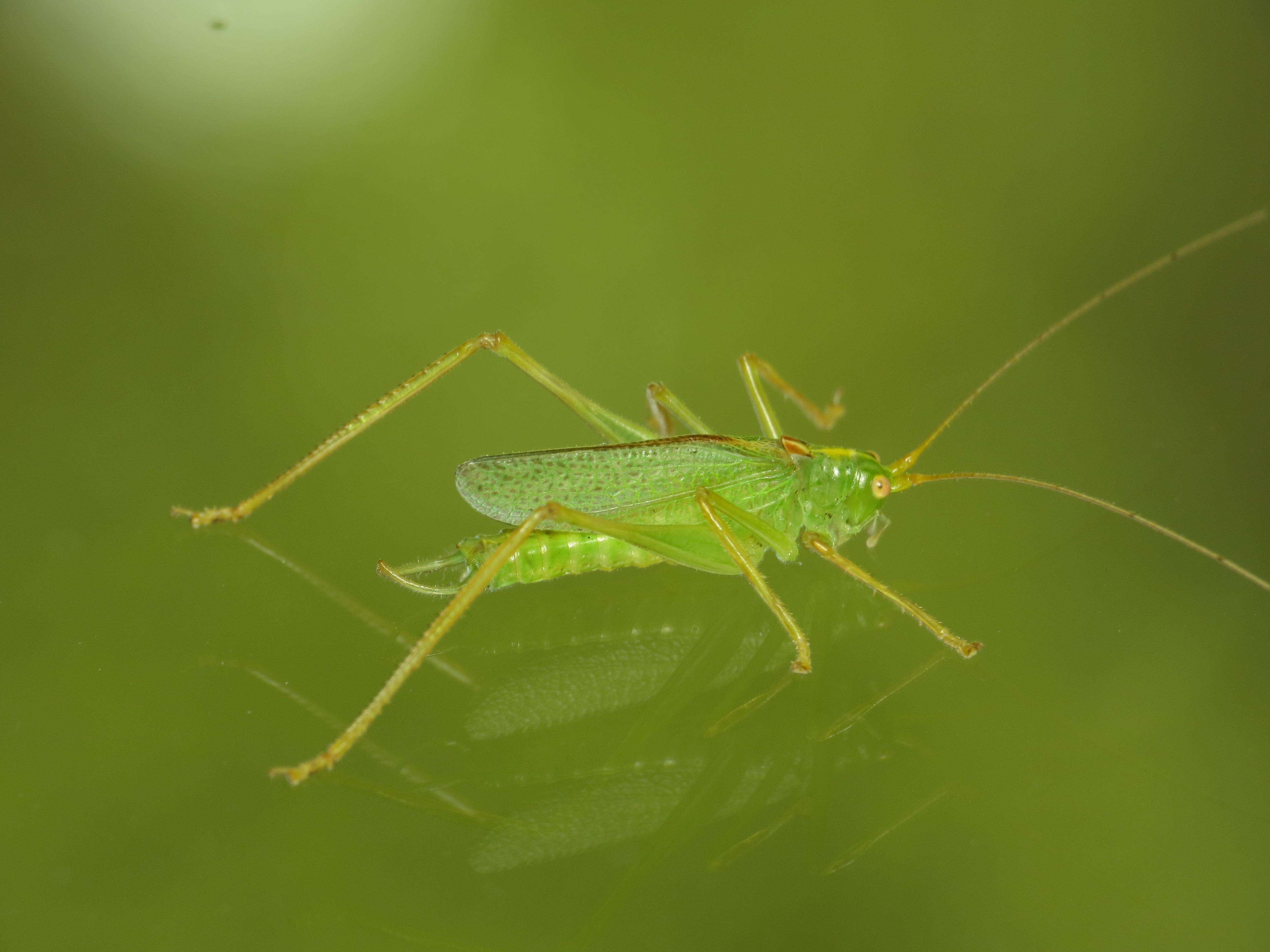 Image of Drumming Katydid