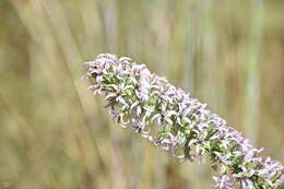 Image de Liatris carizzana (Gaiser) G. L. Nesom