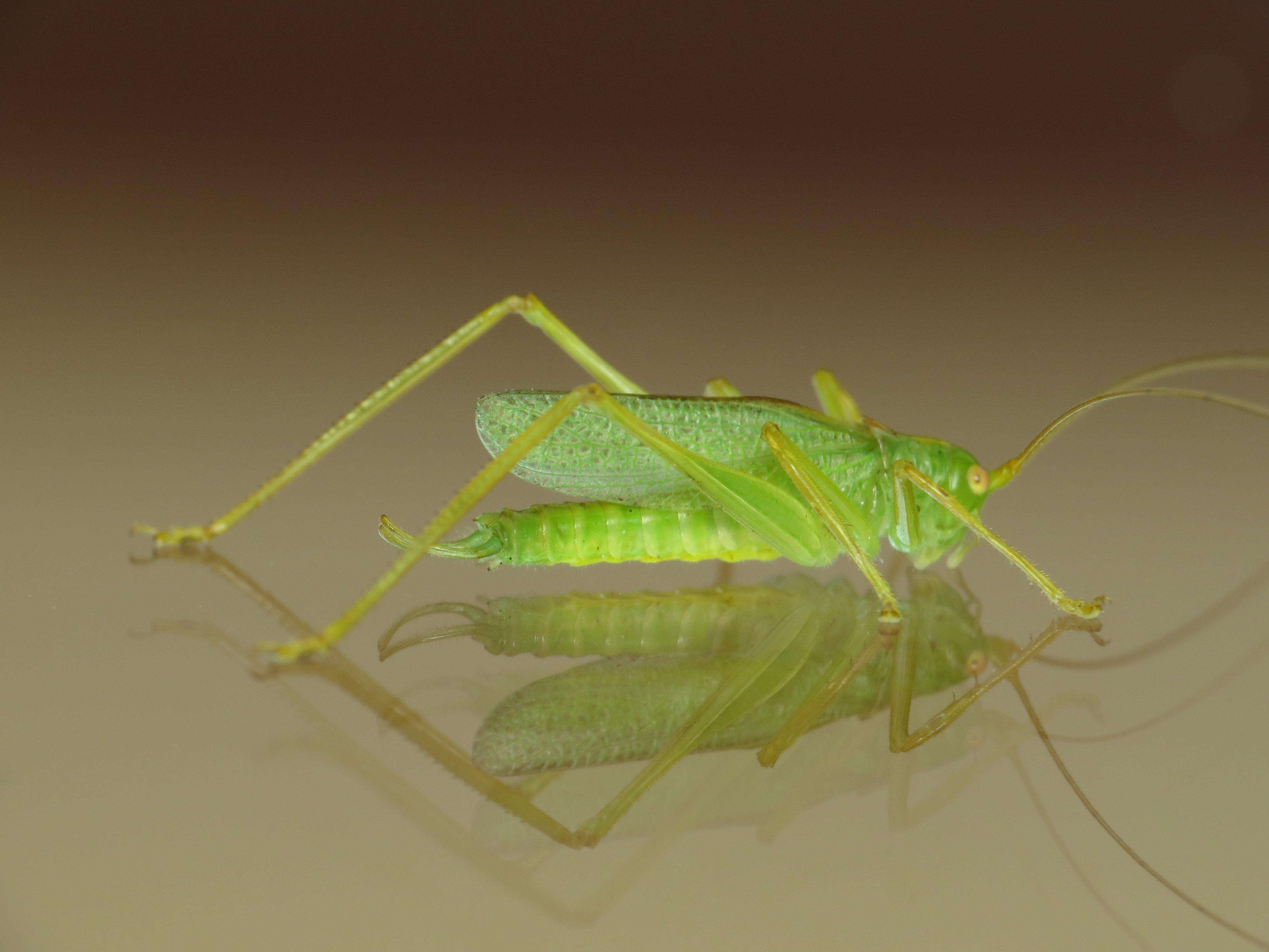 Image of Drumming Katydid