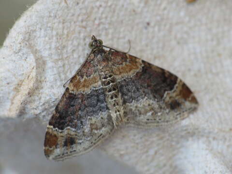 Image of dark-barred twin-spot carpet