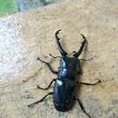 Image of Giraffe stag beetle