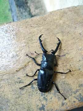 Image of Giraffe stag beetle