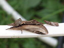 Image of Greater Swallow Prominent