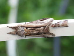 Image of Greater Swallow Prominent