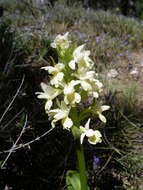 Image de Dactylorhiza insularis (Sommier) Ó. Sánchez & Herrero