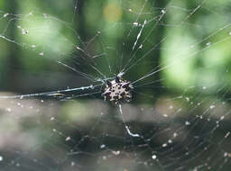 Image of Gasteracantha kuhli C. L. Koch 1837