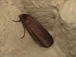 Image of Large Yellow Underwing