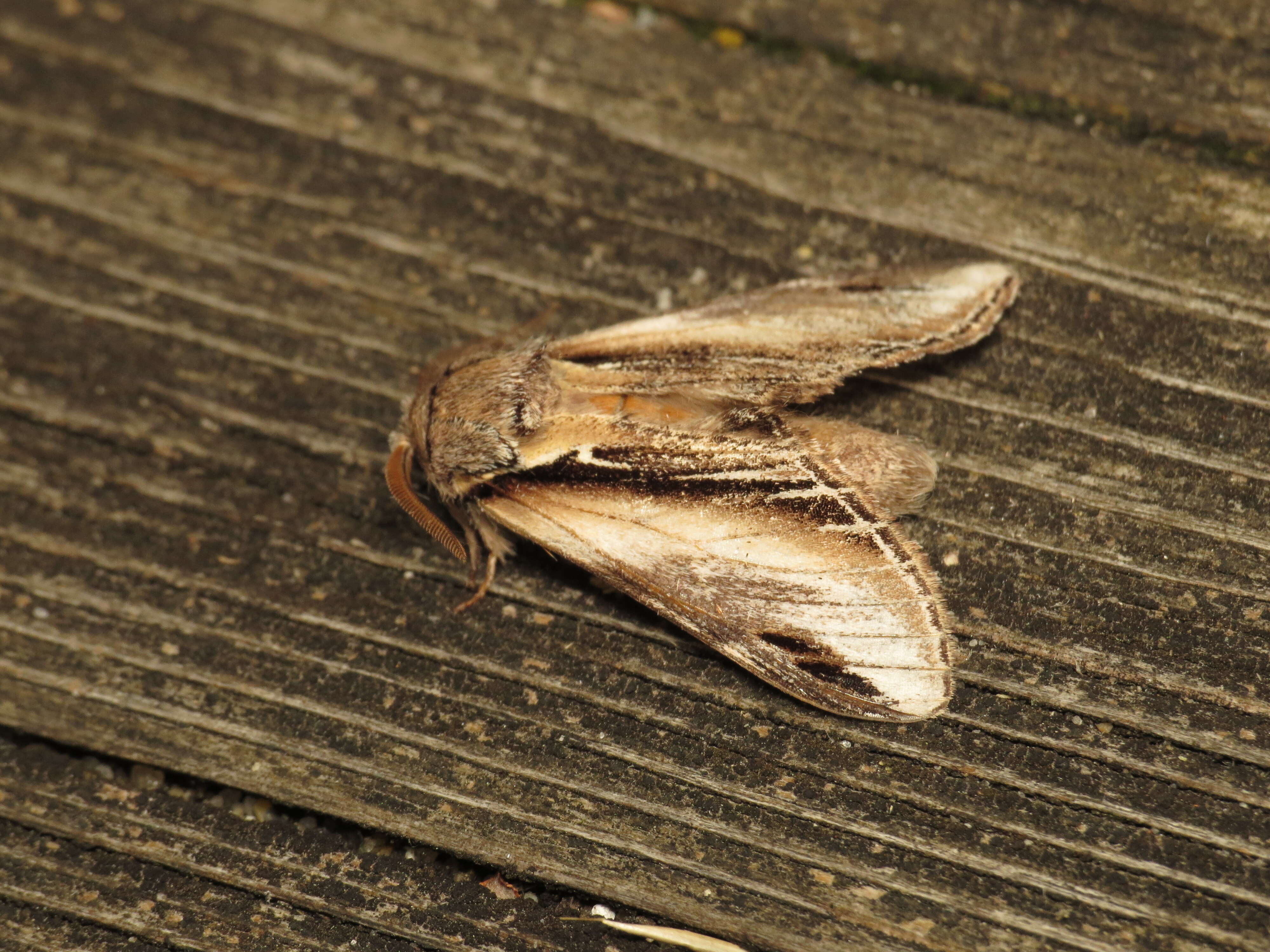 Image of Greater Swallow Prominent