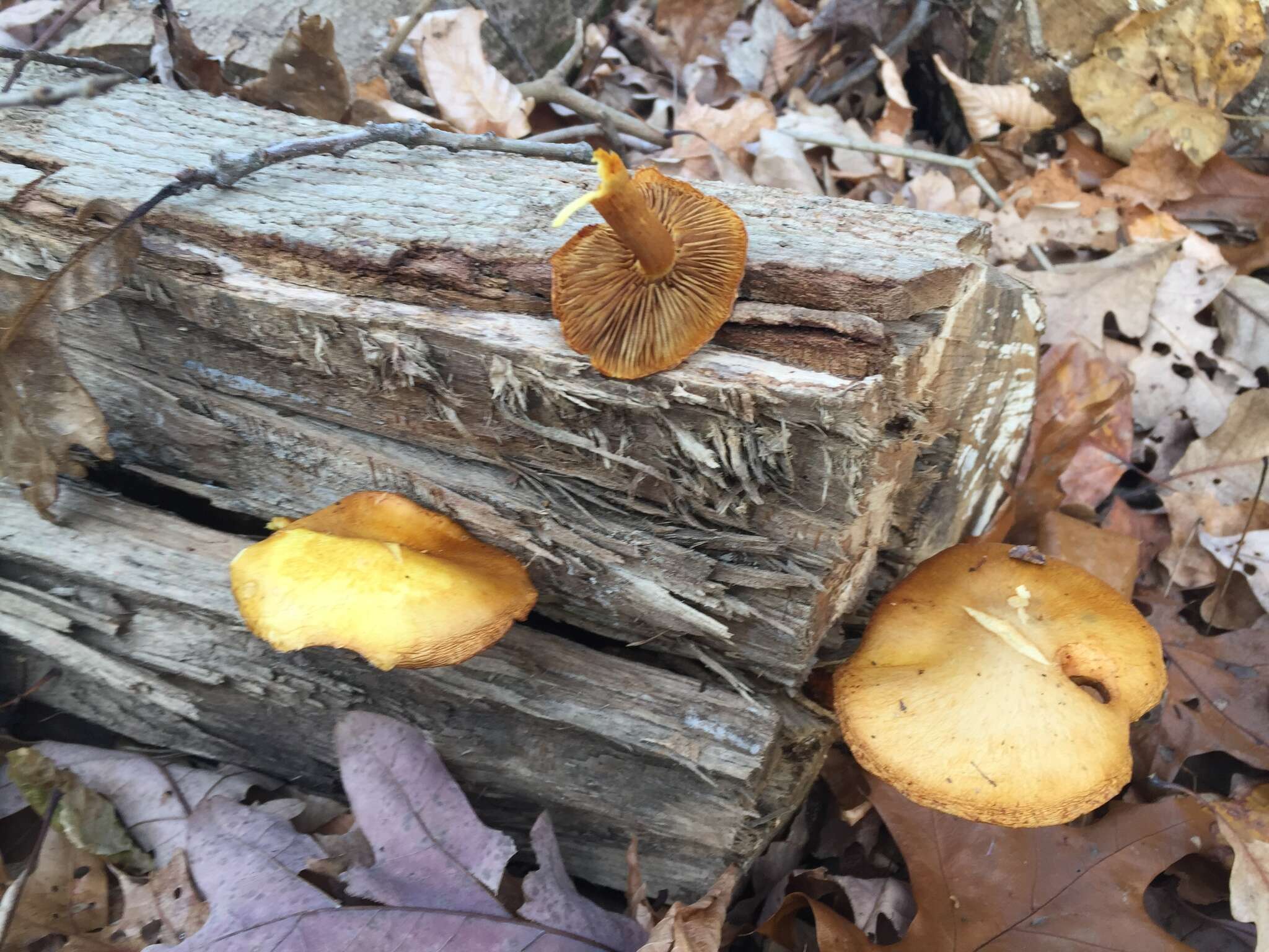 Image of Gymnopilus luteus (Peck) Hesler 1969