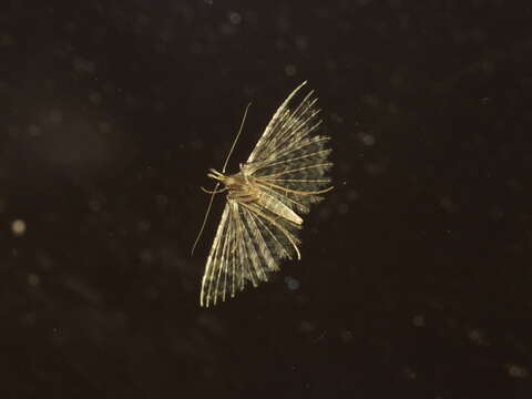 Image of twenty-plume moth