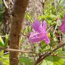 Image of Rhododendron reticulatum D. Don ex G. Don