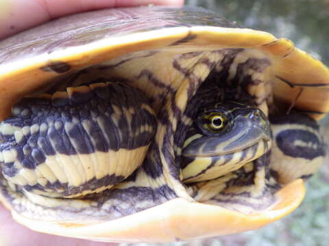 Imagem de Deirochelys reticularia miaria Schwartz 1956