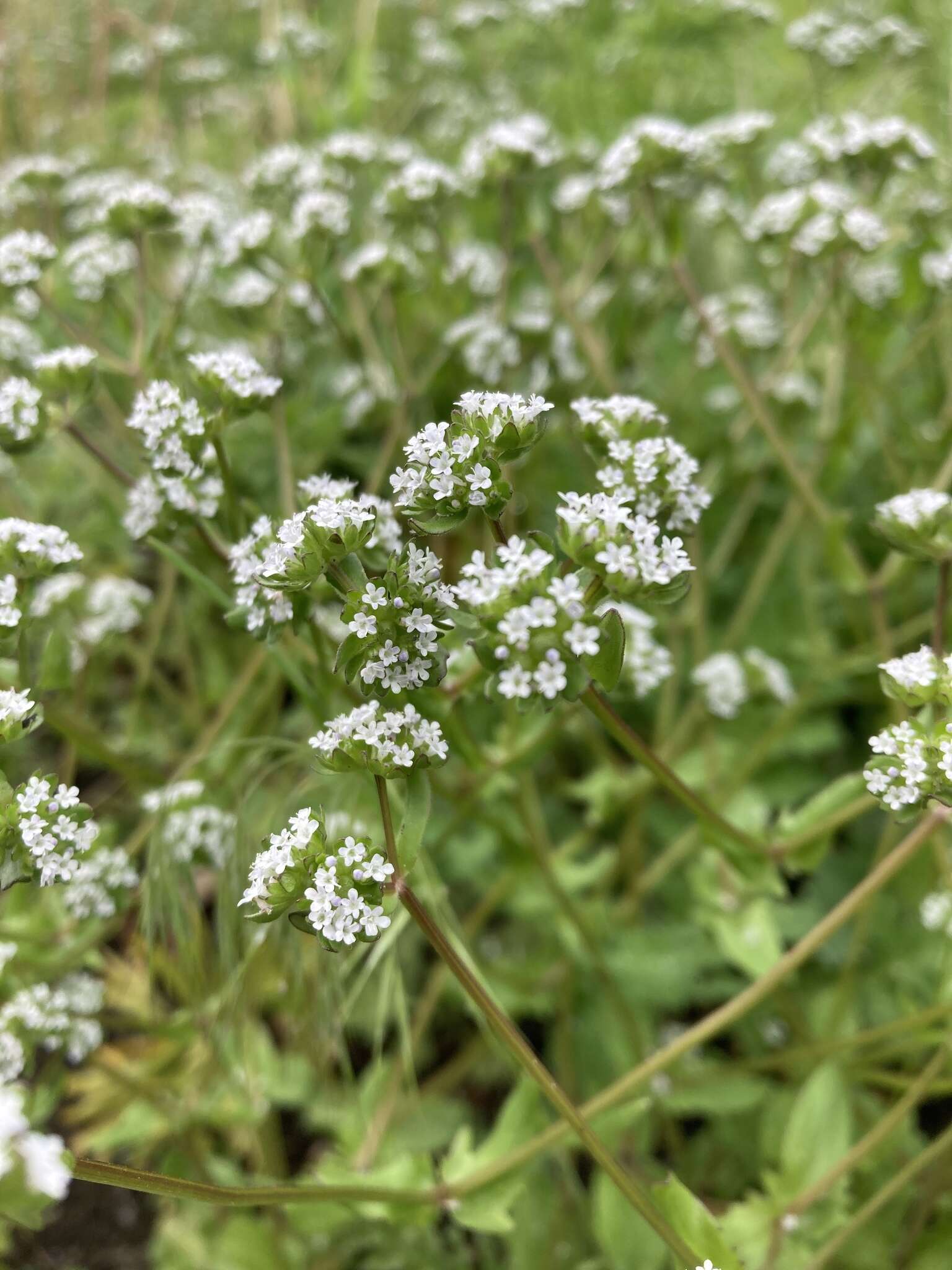 Image of European cornsalad