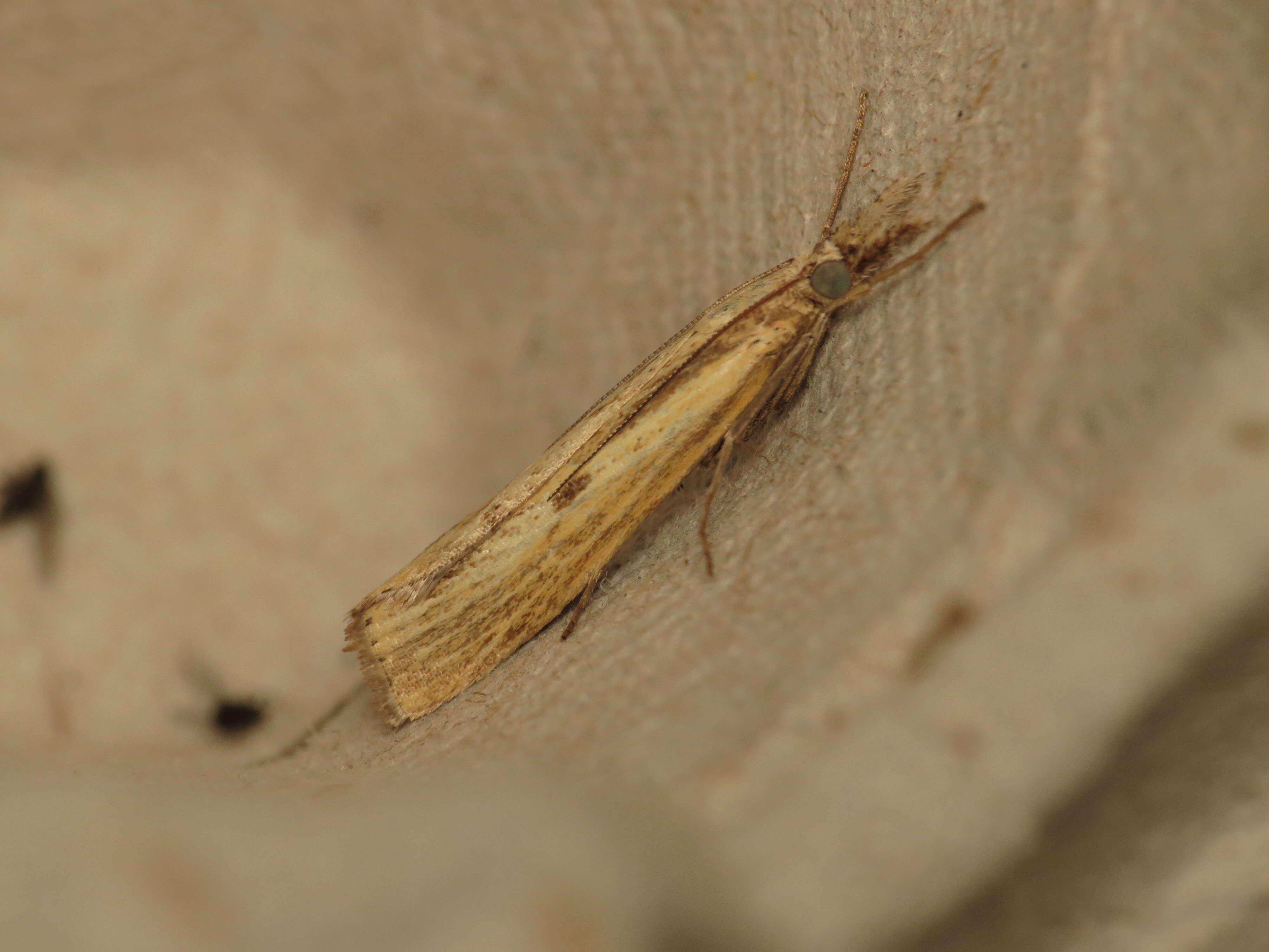 Image of Barred Grass-veneer