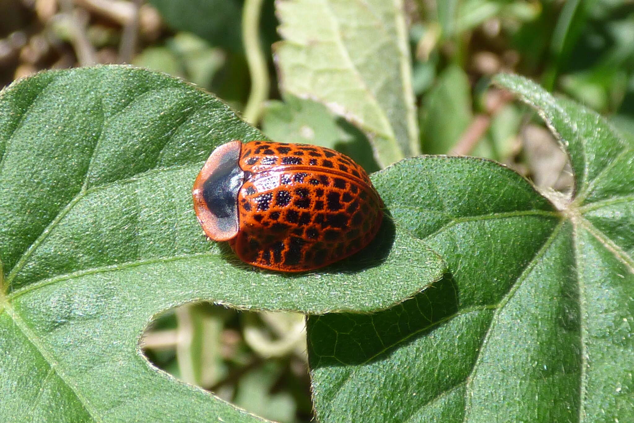 Image of Botanochara macularia (Boheman 1850)