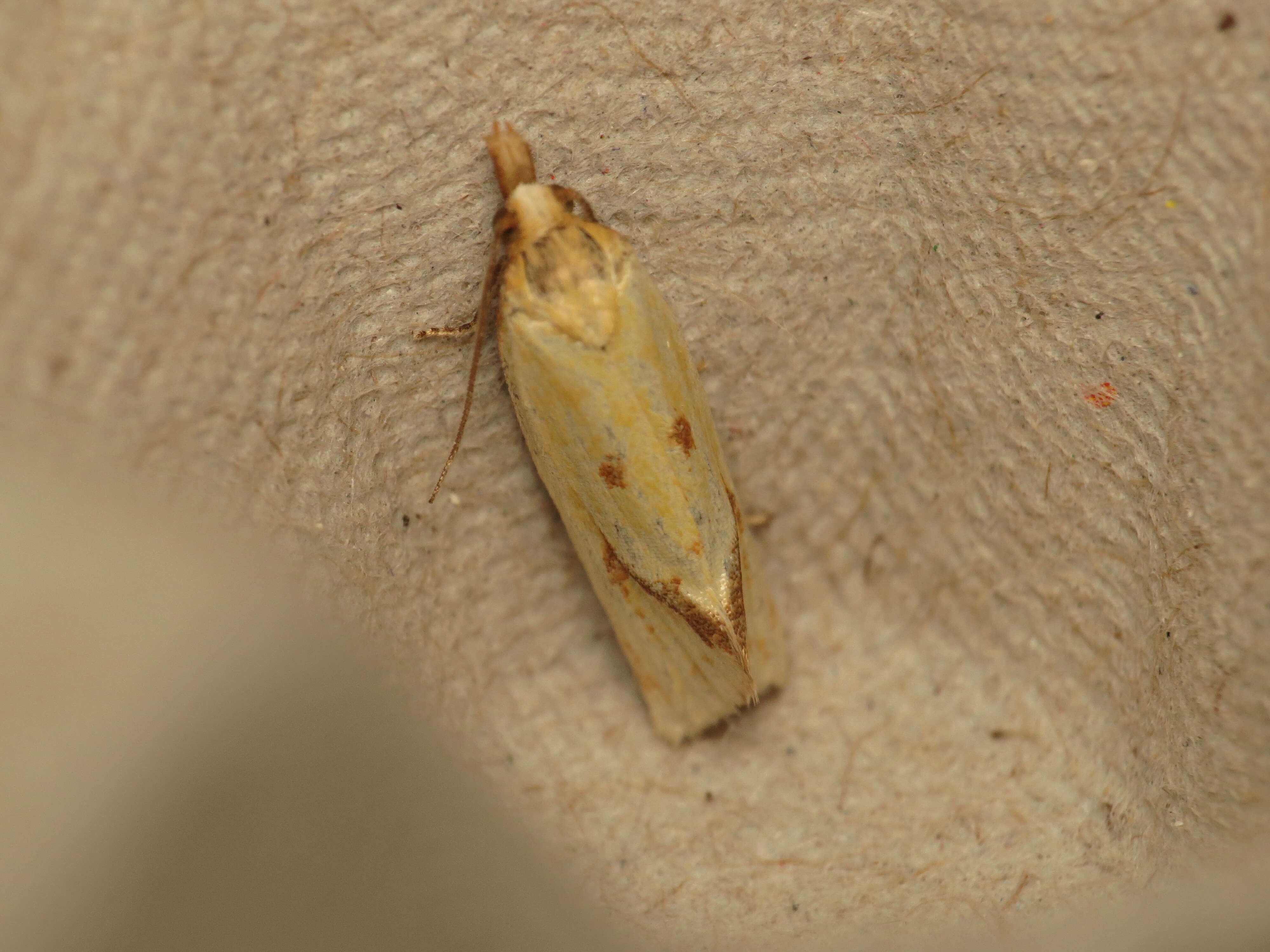 Image of Agapeta