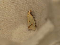 Image of Agapeta