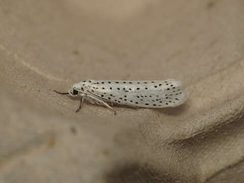 Image of Bird-cherry Ermine