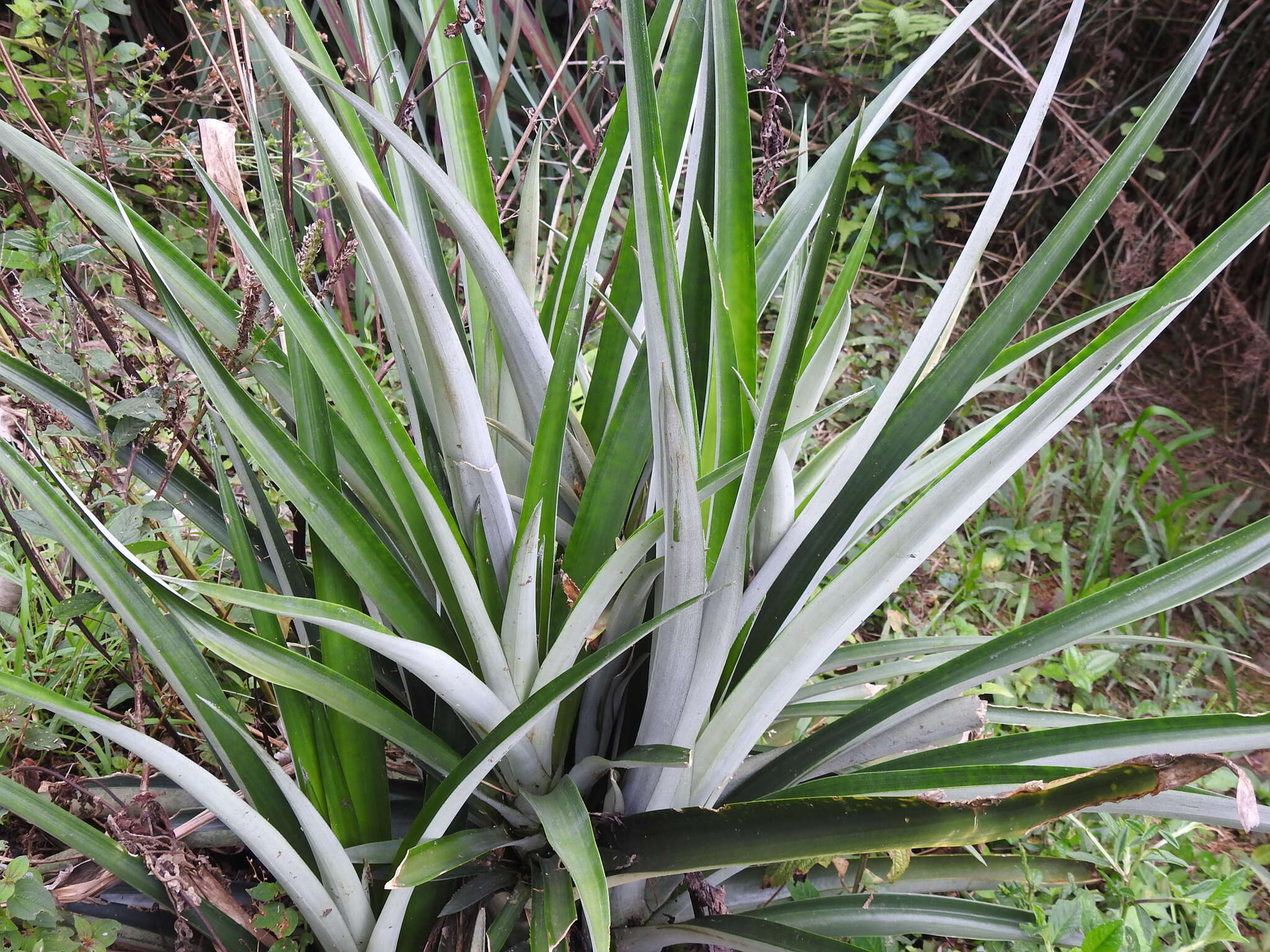 Image of Pineapples