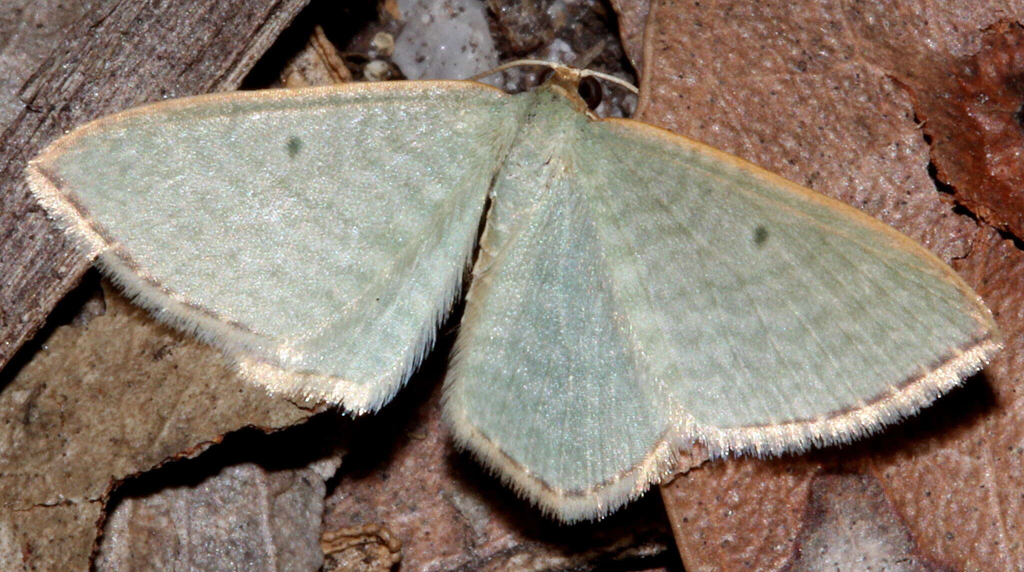 Слика од Poecilasthena balioloma Turner 1907