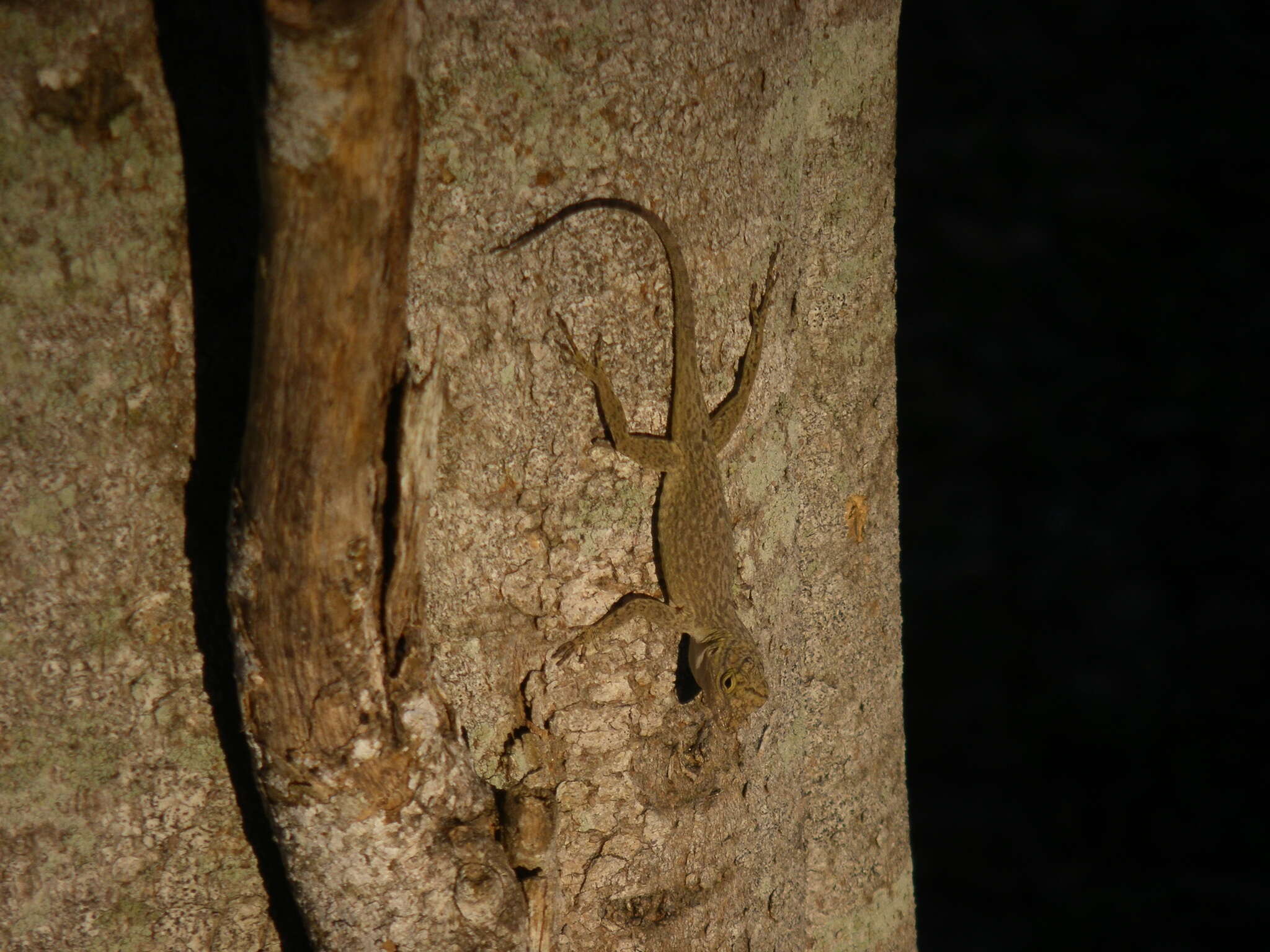 Image de Anolis distichus Cope 1861