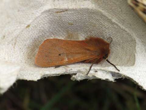 Plancia ëd Phragmatobia fuliginosa Linnaeus 1758