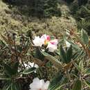 Image de Rhododendron hyperythrum Hayata