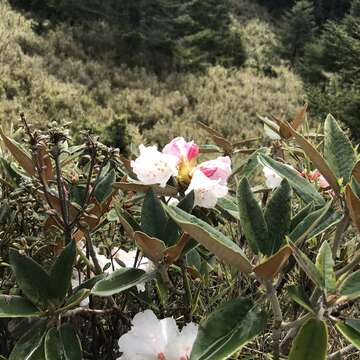 Image of Rhododendron hyperythrum Hayata