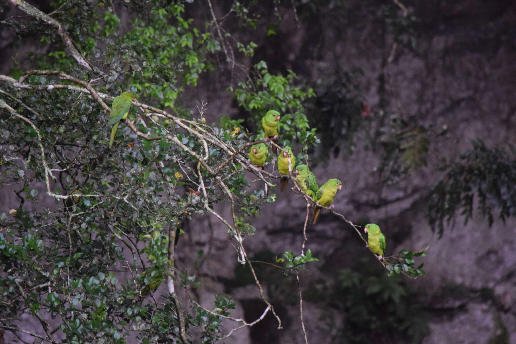 Image of Green Parakeet