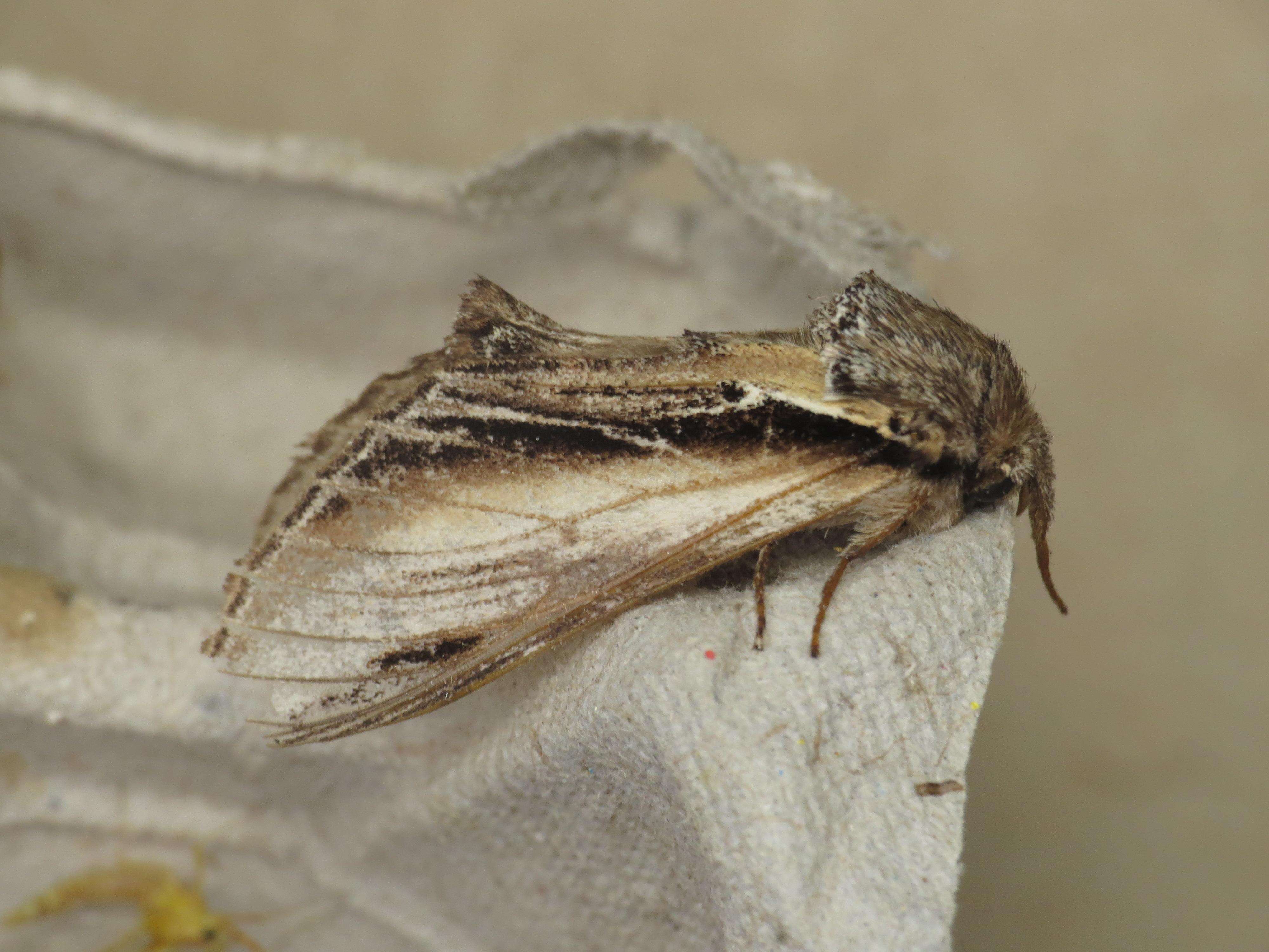 Image of Greater Swallow Prominent