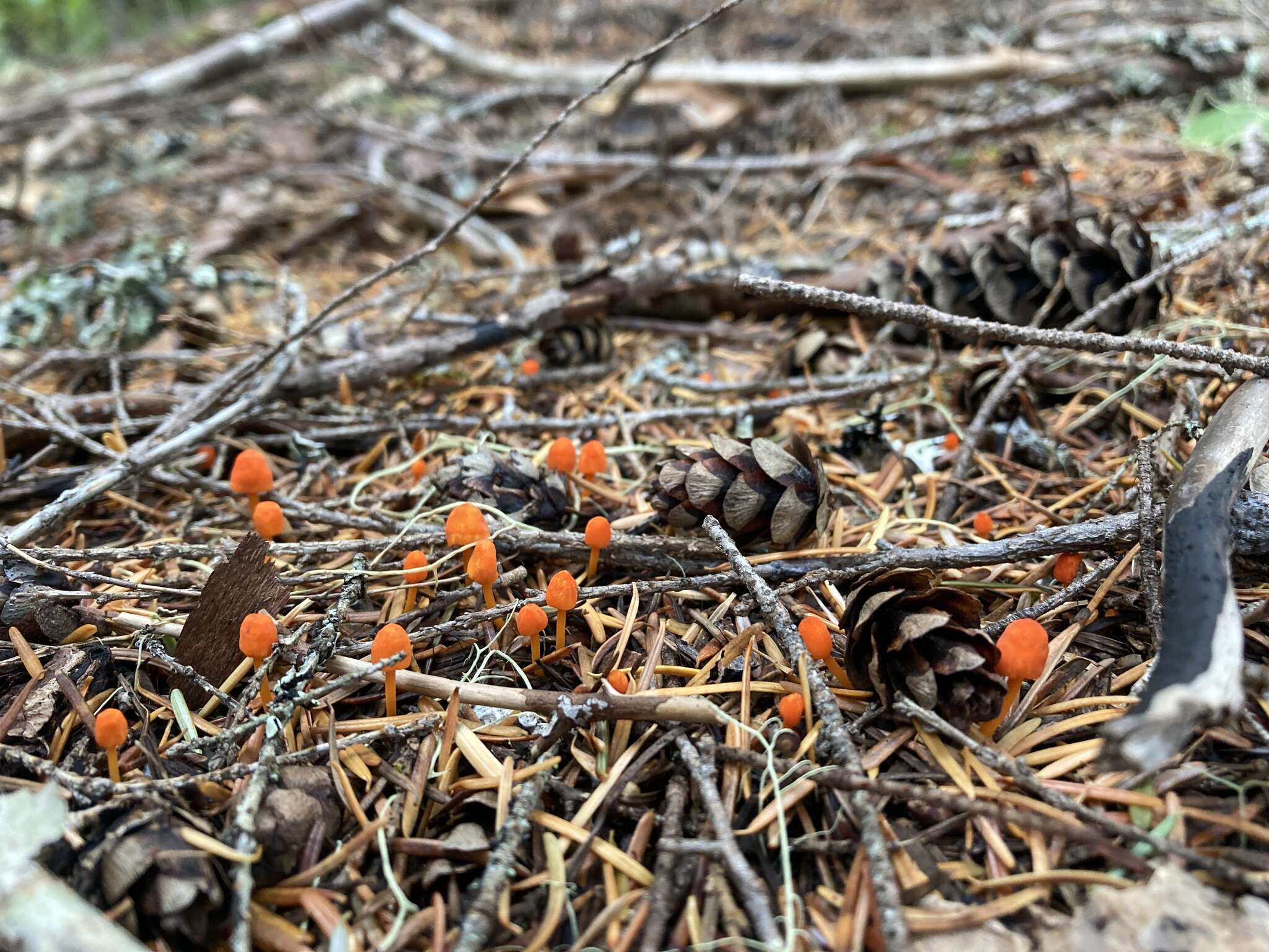 Sivun Mycena strobilinoidea Peck 1893 kuva