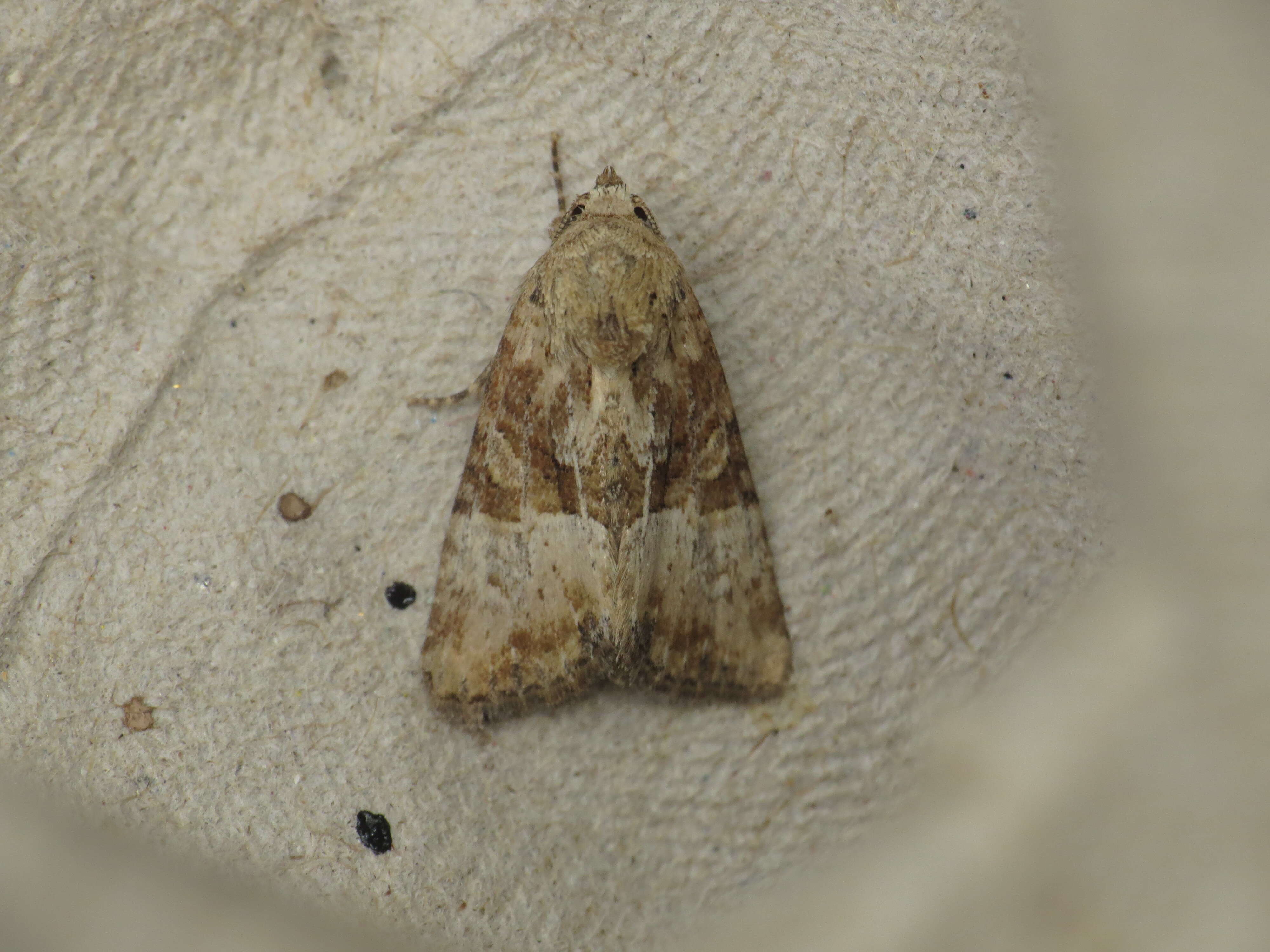 Image of Cloaked Minor