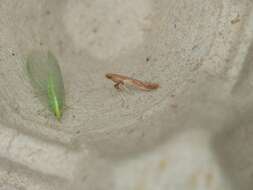 Слика од Caloptilia falconipennella (Hübner 1813)