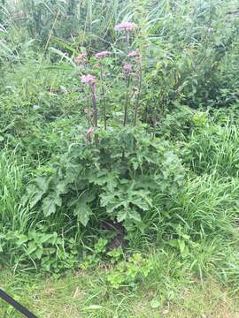 صورة Heracleum sphondylium subsp. sphondylium