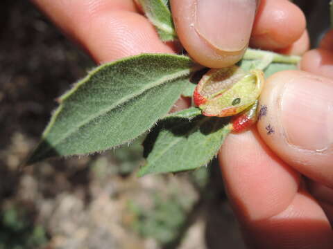 Image of Manzanita Leaf Gall Aphid