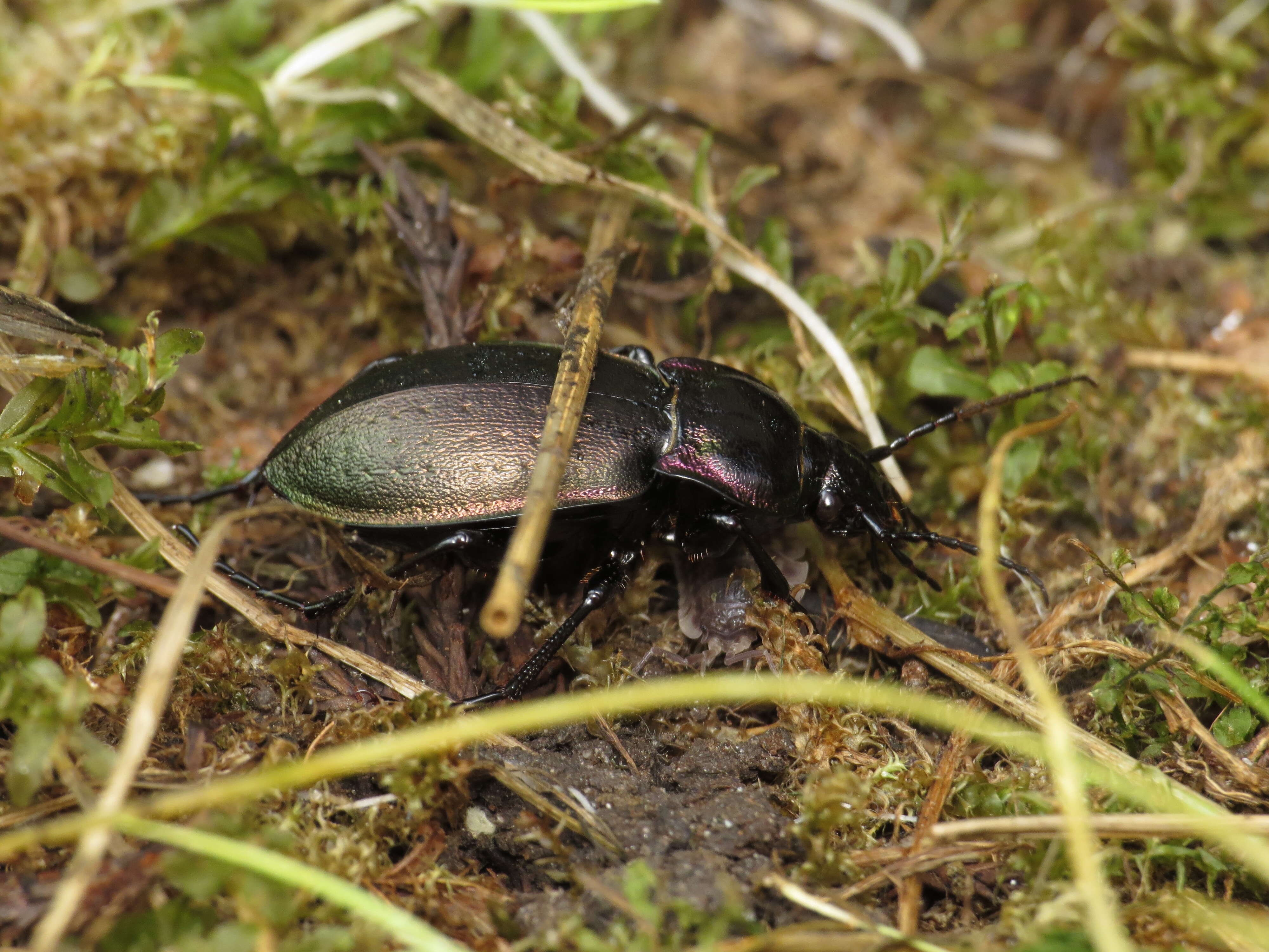 Image of European Ground beetle