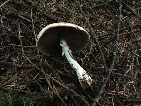 Image of Wine-colored Agaricus