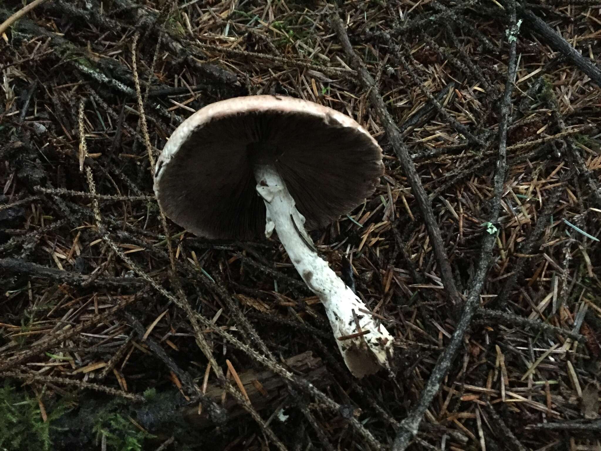 Agaricus subrutilescens (Kauffman) Hotson & D. E. Stuntz 1938 resmi