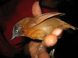 Image of Grey-headed Babbler