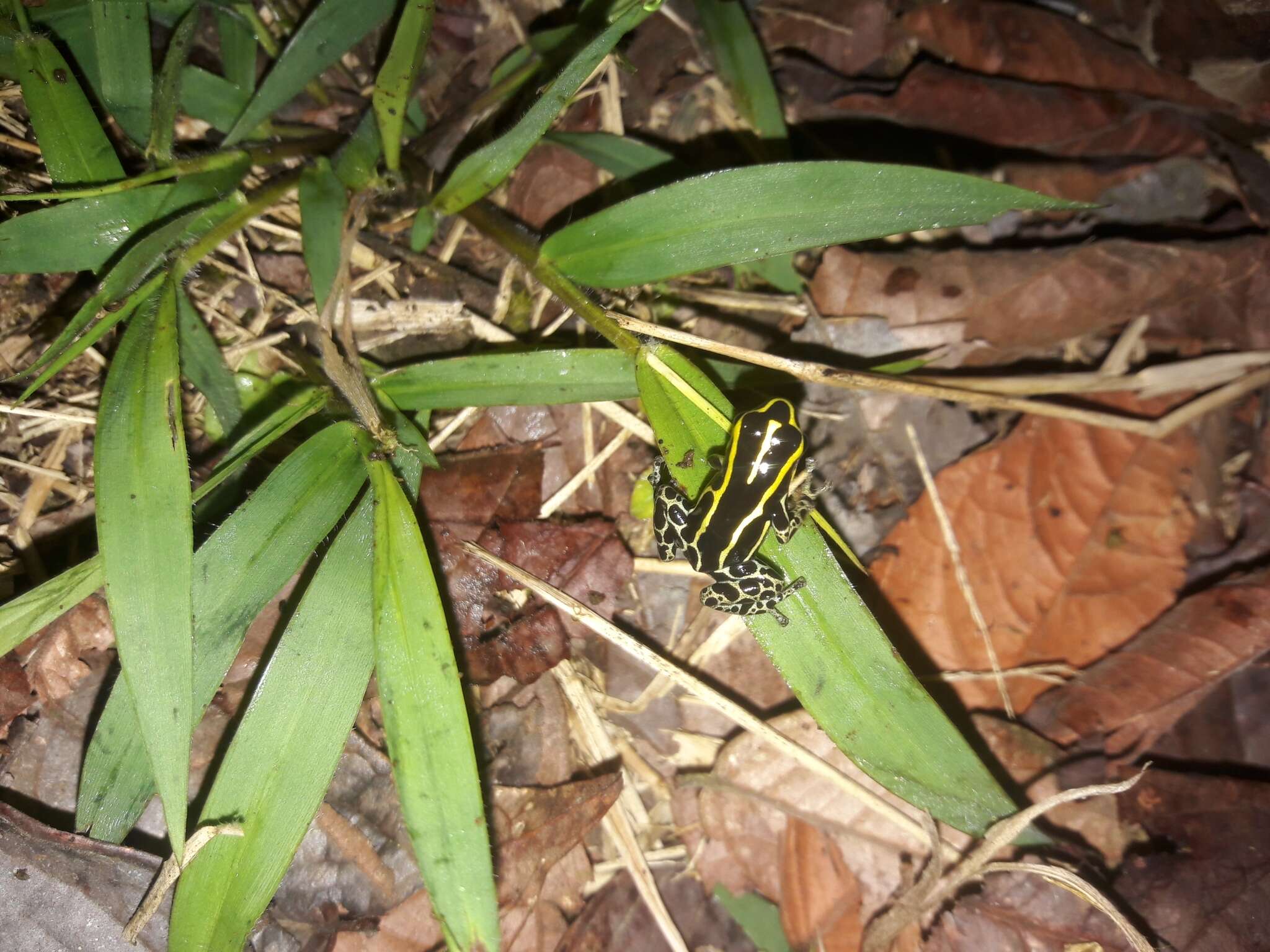 Image of Zimmermann's Poison Frog