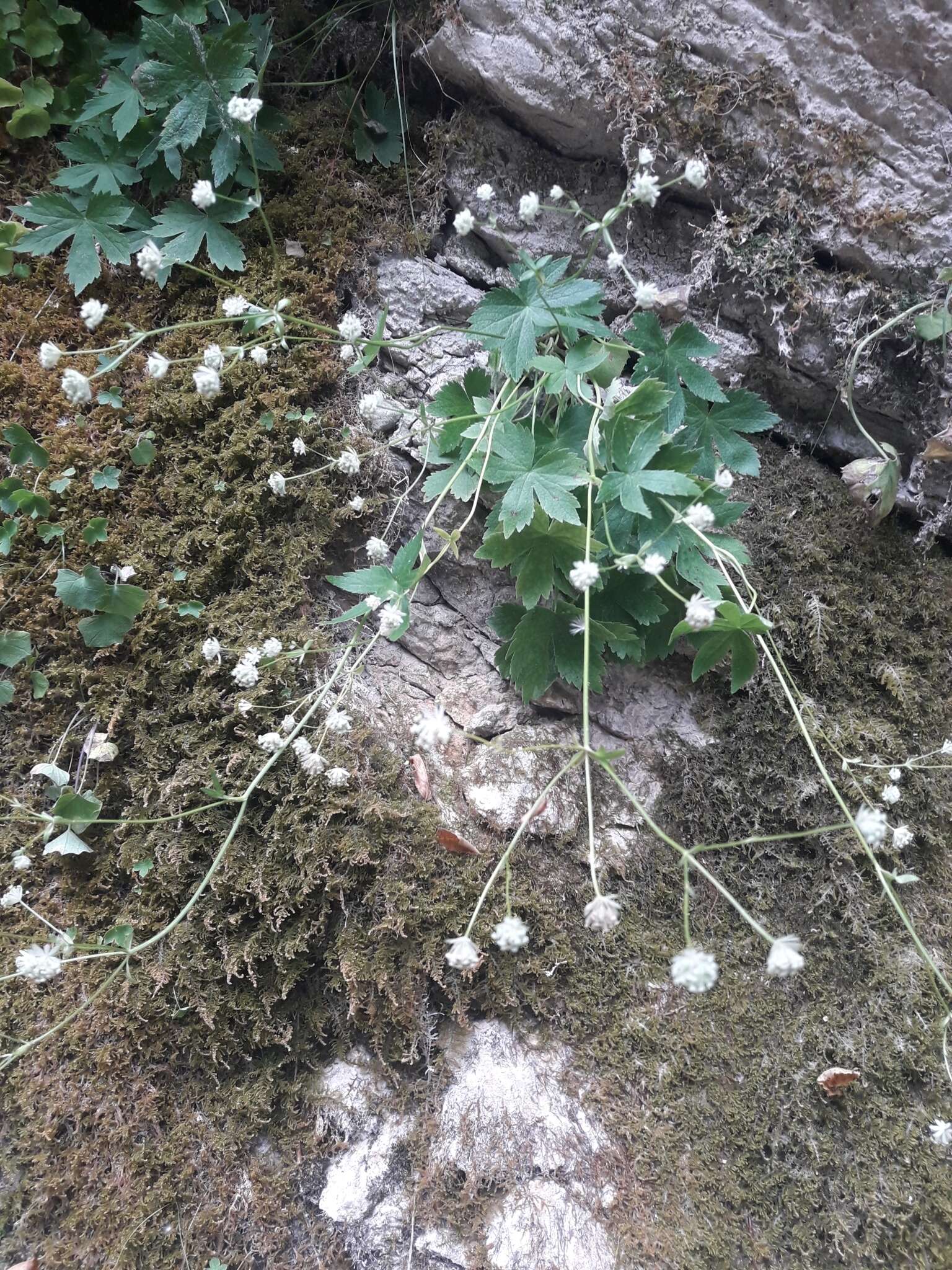 Imagem de Astrantia carniolica Jacq.