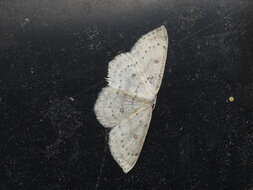 Image of birch mocha