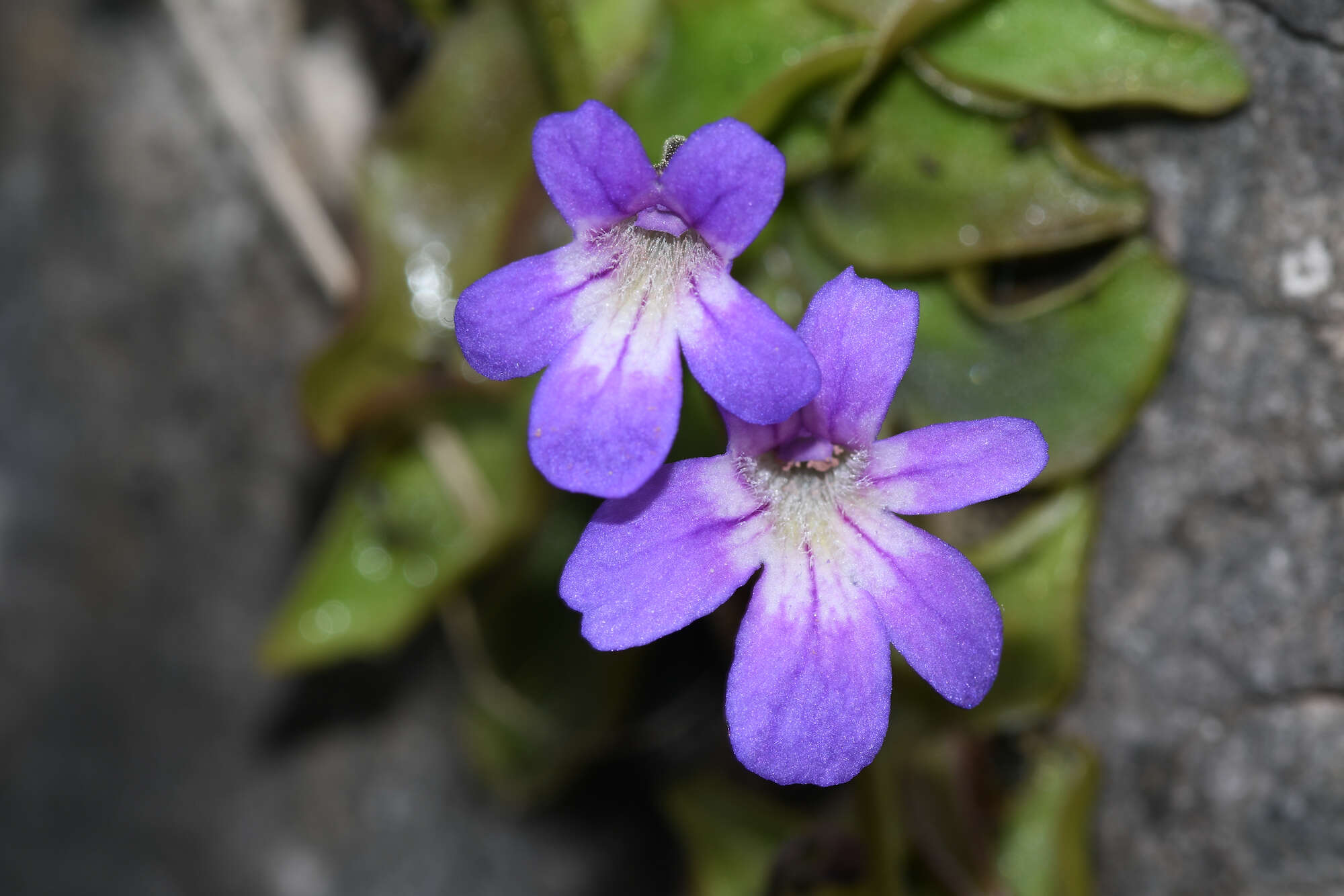 Image of Pinguicula poldinii J. F. Steiger & Casper