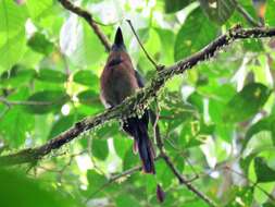 Image of Keel-billed Motmot