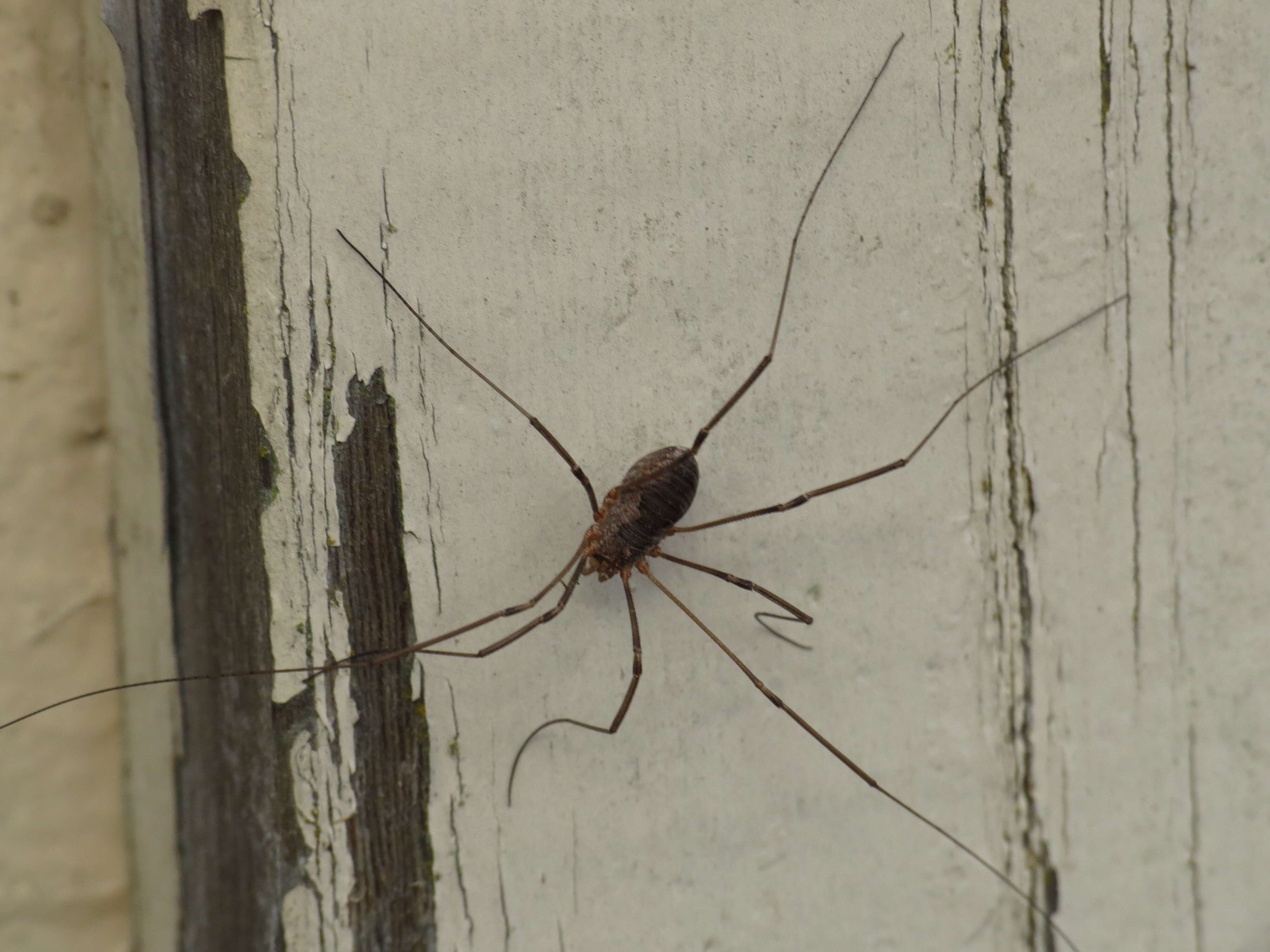 Image of Daddy longleg