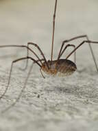 Image of Daddy longleg