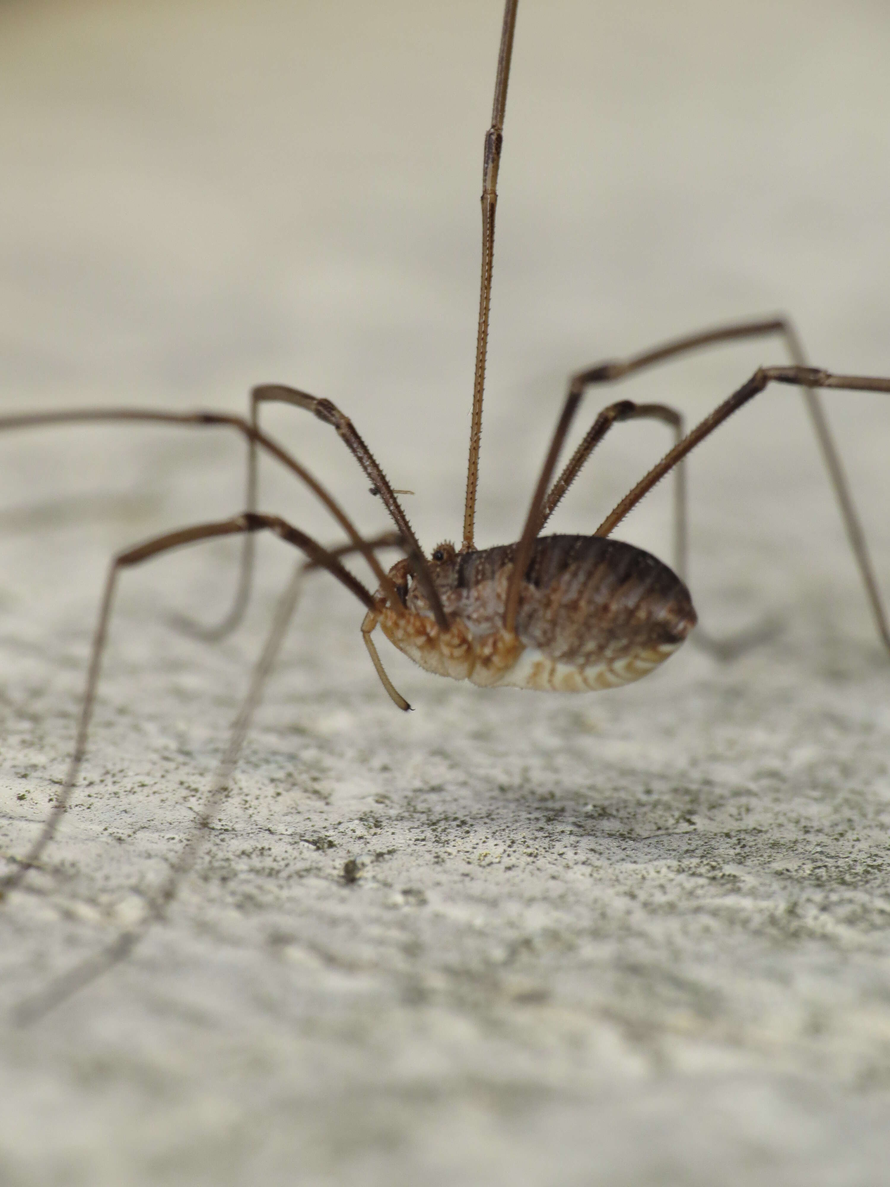 Image of Daddy longleg