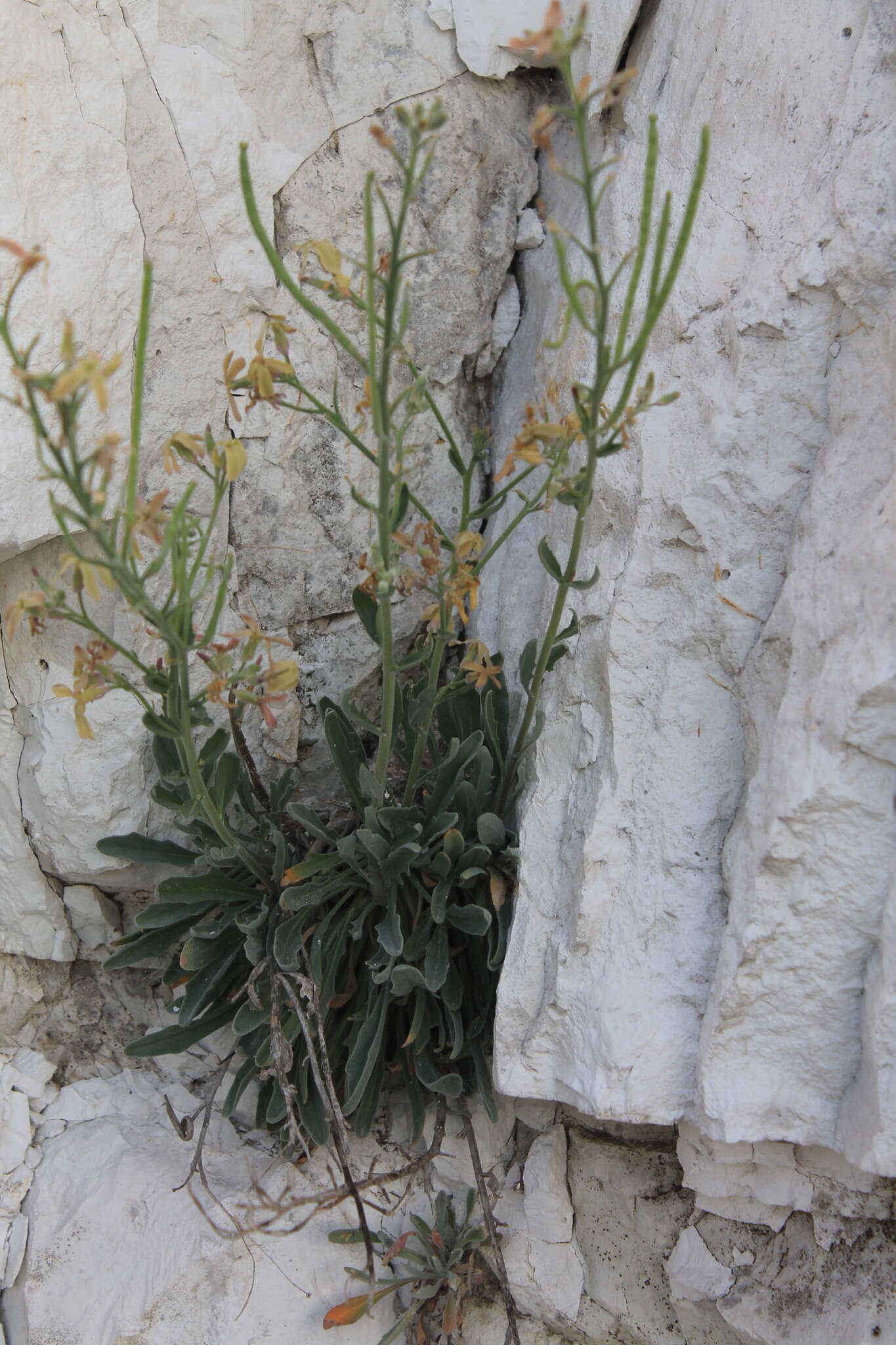 Image of Matthiola fragrans (Fisch.) Bunge