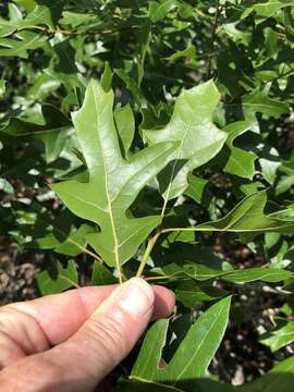 Image of Georgia Oak